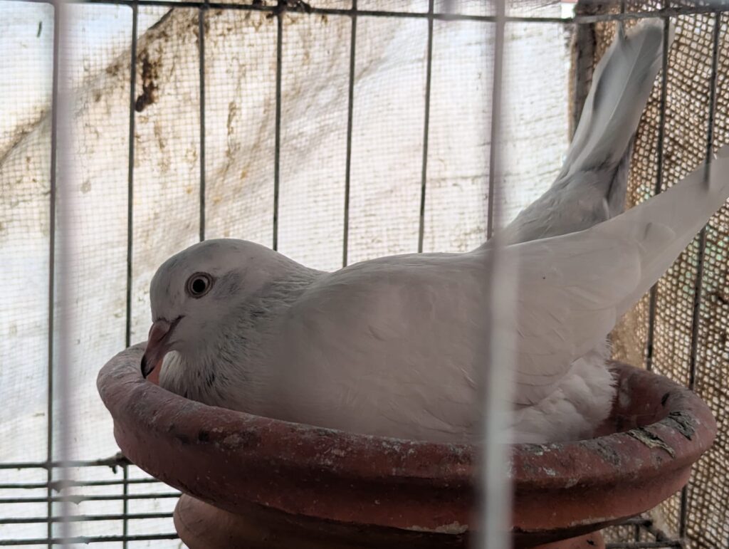 Adjust Diet During Breeding Season