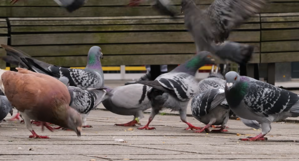 Bird Feeders in the City