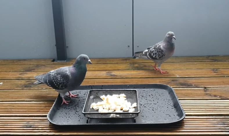 Can Pigeons Eat Bread