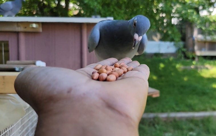 Can Pigeons Eat Peanuts