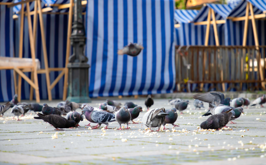 Can Pigeons Eat Popcorn