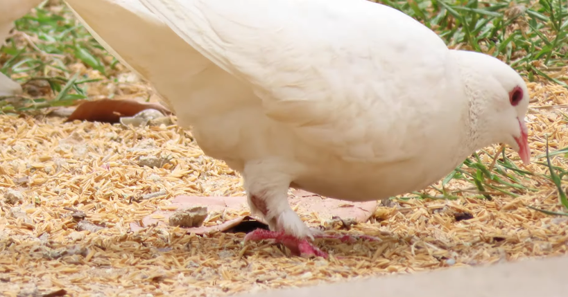 Can Pigeons Eat Rice