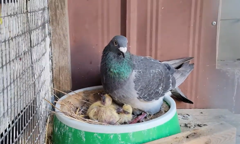 Can Pigeons Eat Strawberries