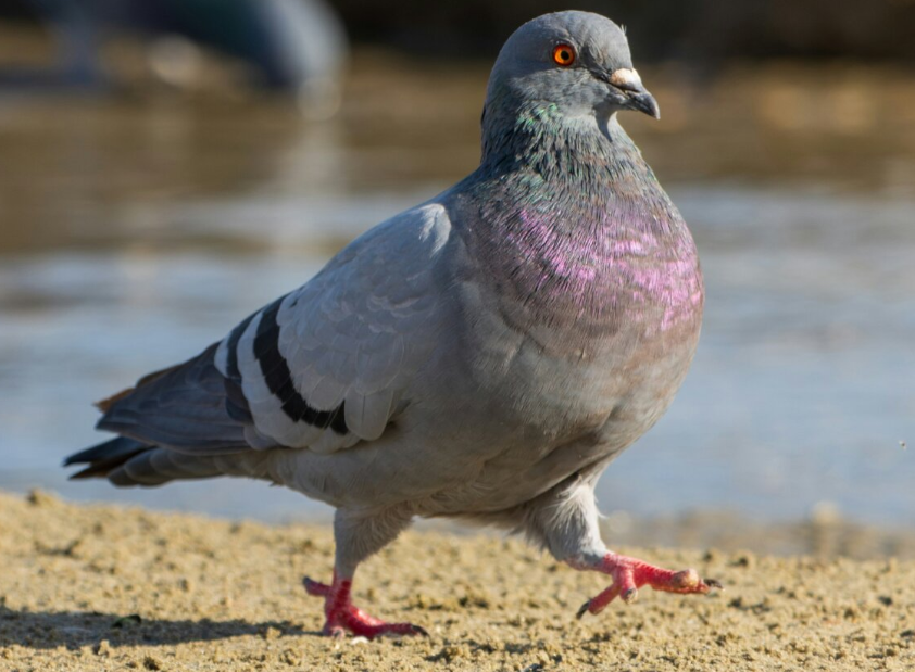 Can Pigeons Eat Sunflower Seeds