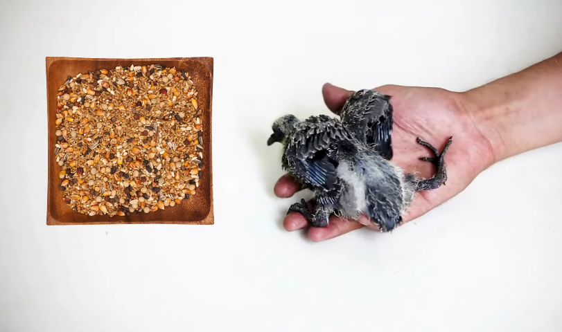Common Mistakes When Feeding Baby Pigeons