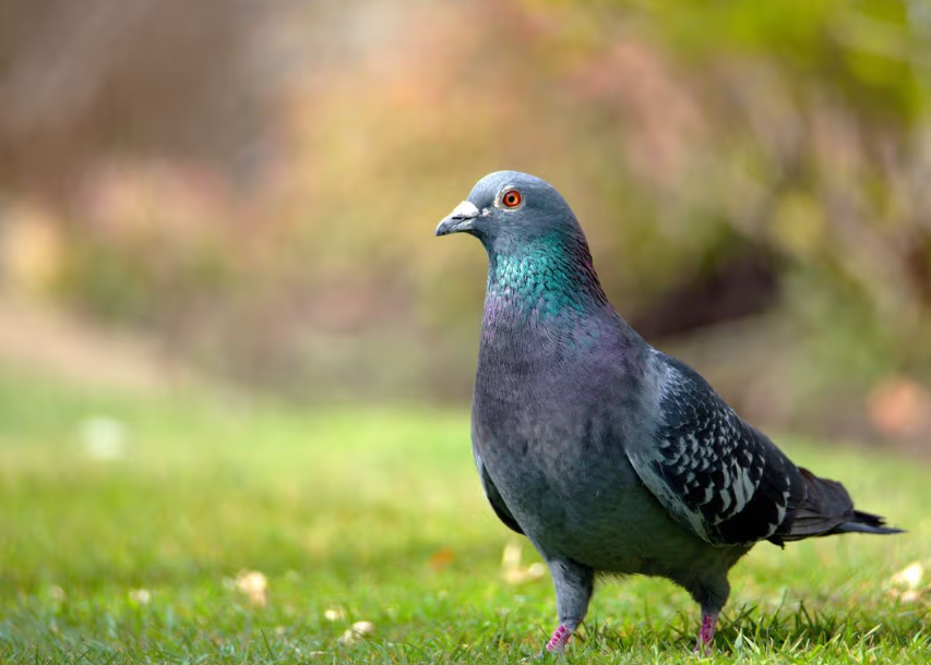 Common Mistakes When Feeding Pigeons