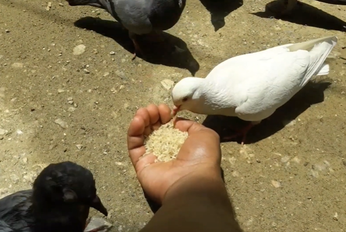 Common Mistakes When Feeding Rice to Pigeons