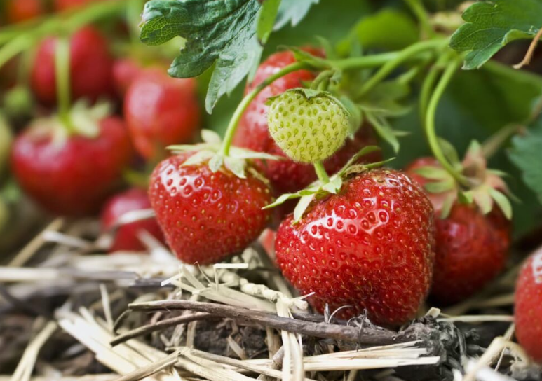 Do All Pigeons Like Strawberries