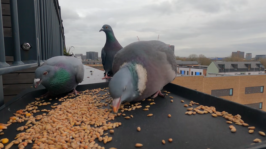 Feeding Schedule for Pigeons