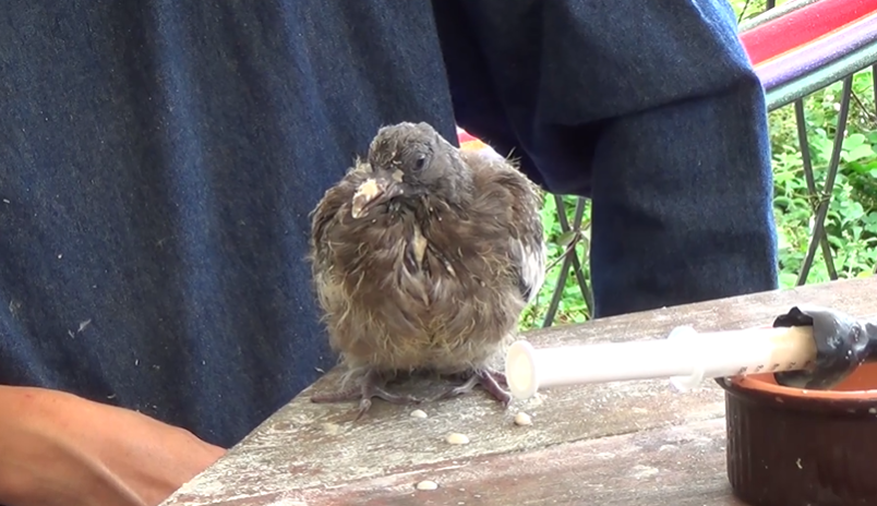 Fledgling Pigeons Eat 