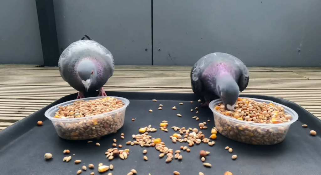 Grains and Seeds Pigeons Eat
