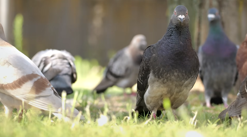 How City Diet Affects Pigeon Health