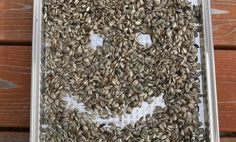 How Much Sunflower Seeds Should Pigeons Eat