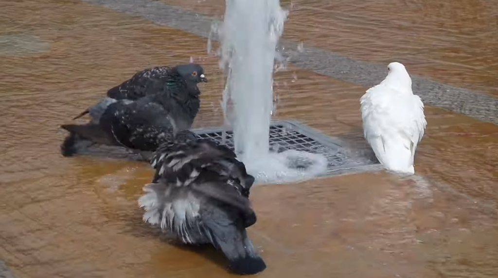 Pigeons Drinking Water