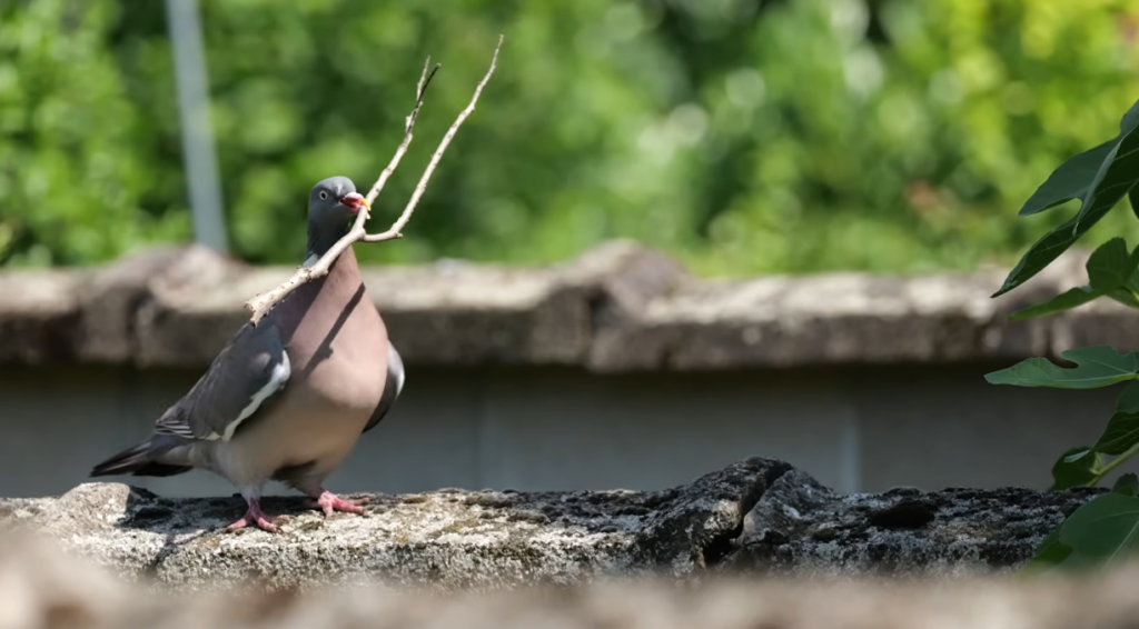 Seeds from Plants and Weeds