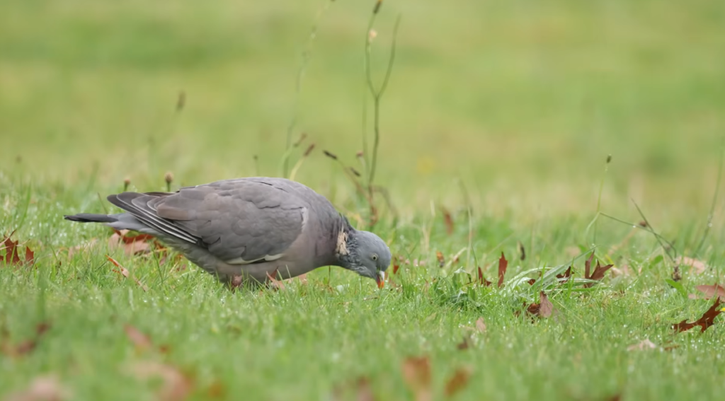 Tips and Common Mistakes When Feeding City Pigeons