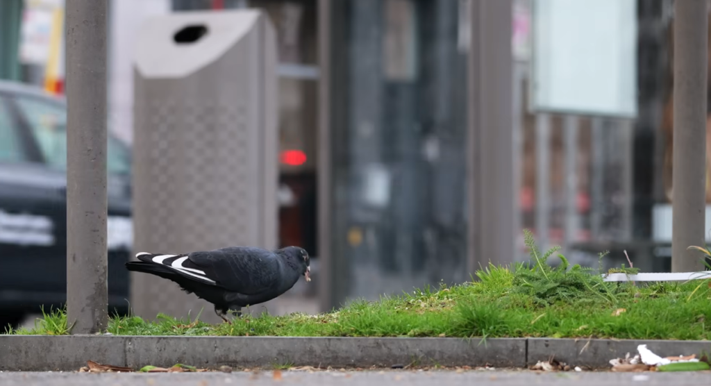 Trash Areas and Food Containers