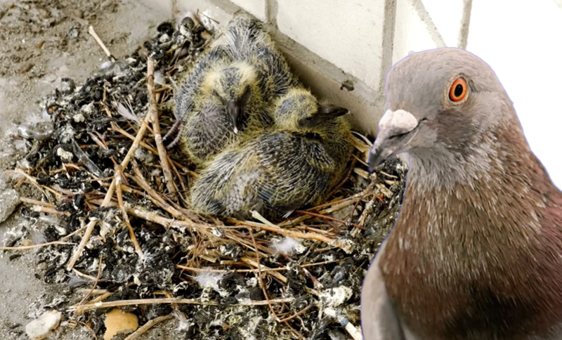 What Do Baby Pigeons Eat