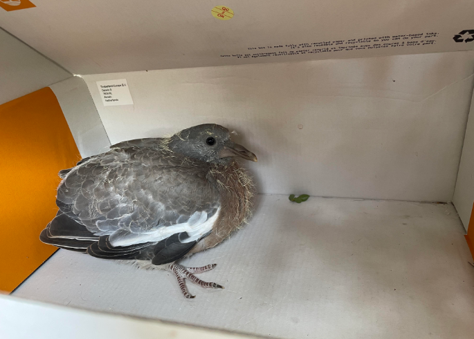 What Do Fledgling Pigeons Eat