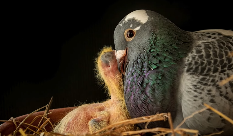 What Do Newborn Pigeons Eat