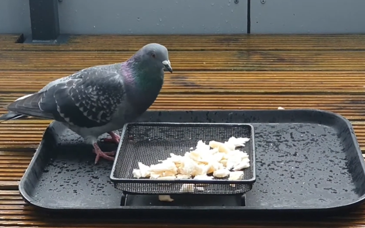 What Pigeons Should Eat Instead