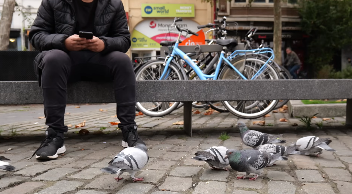 What do pigeons eat in the city