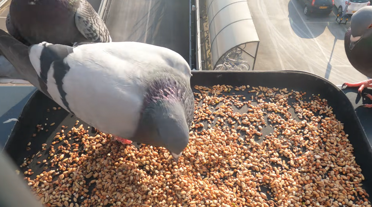 What do wild pigeons eat