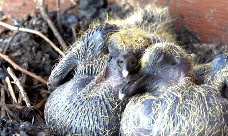 What to Do If a Baby Pigeon Has No Parents