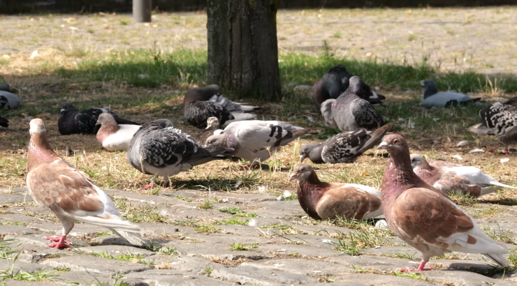 What_do_pigeons_eat