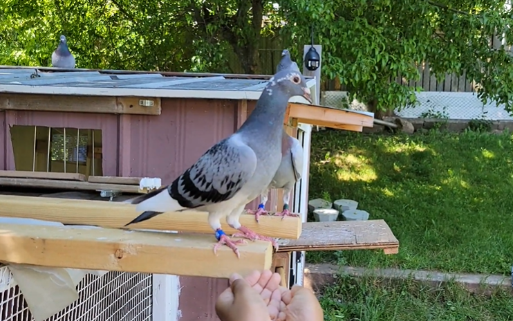 Why Peanuts Can Be Helpful for Pigeons