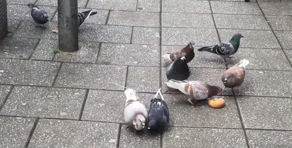 Wild Pigeons Eating in City Streets