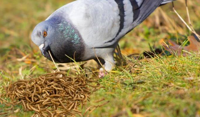 can pigeons eat mealworms