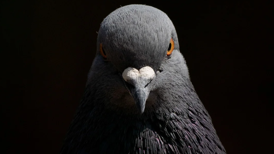 can pigeons eat pumpkin seeds