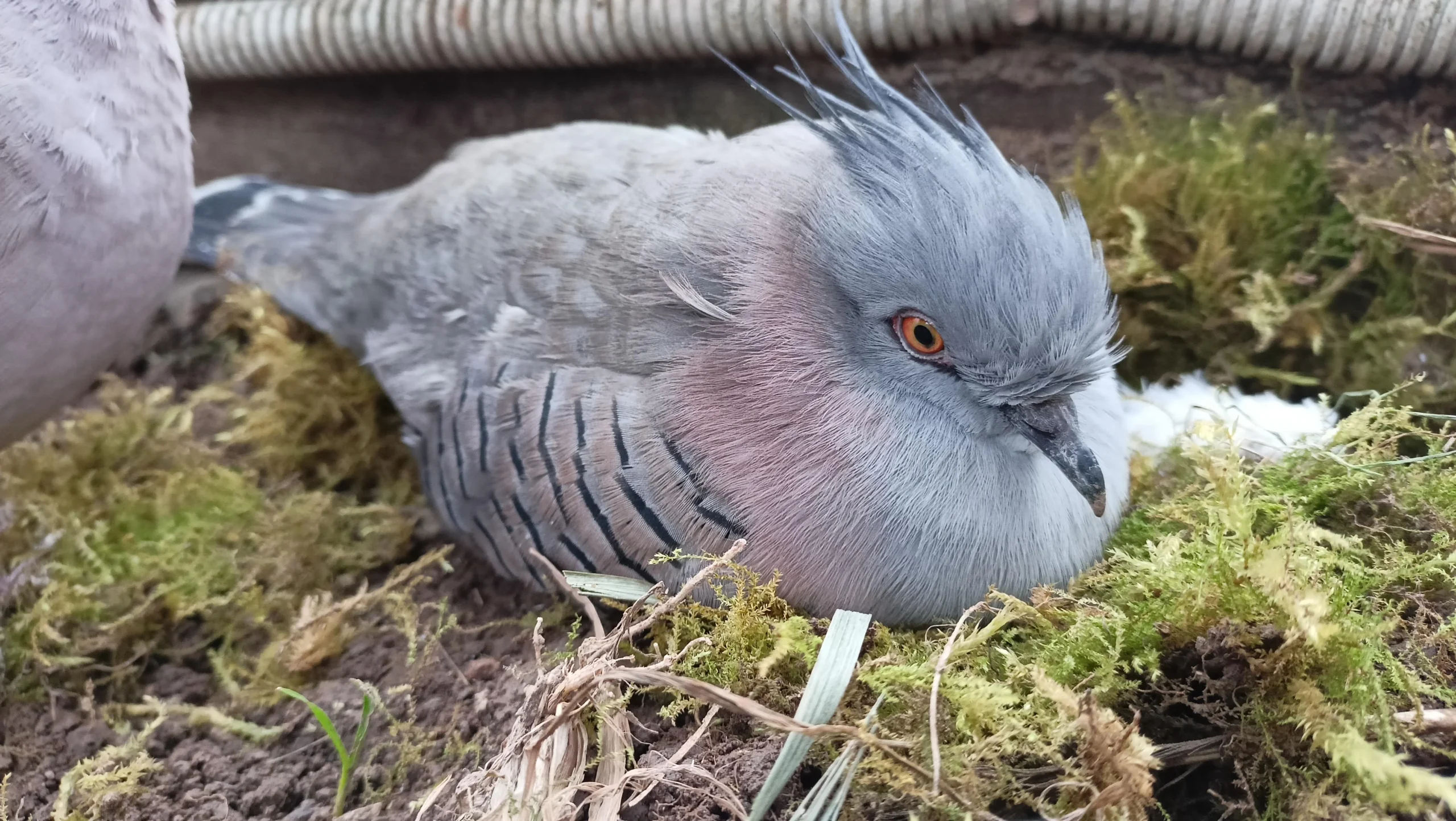 Average Lifespan of a Pigeon