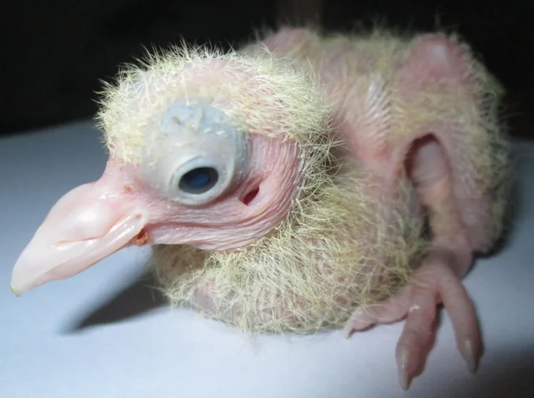 Baby Pigeon Is Called
