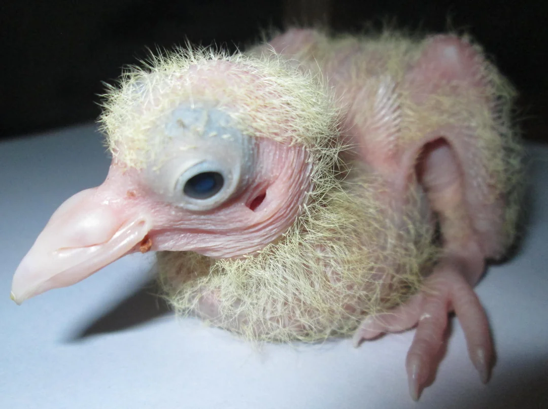 Baby Pigeon Is Called