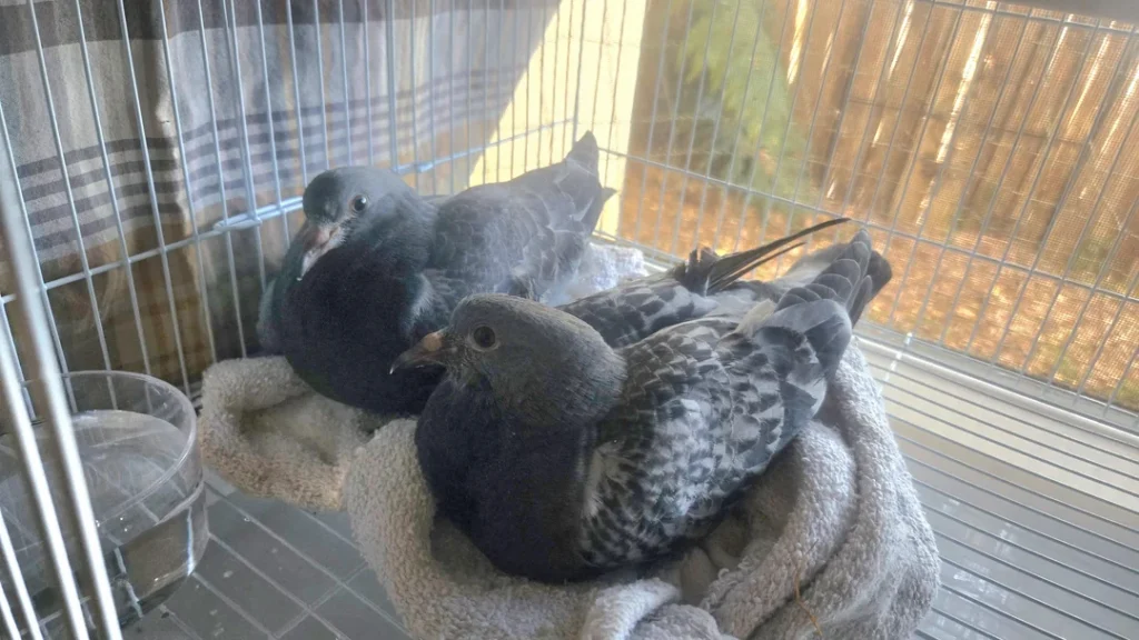Be Patient With Young Pigeons