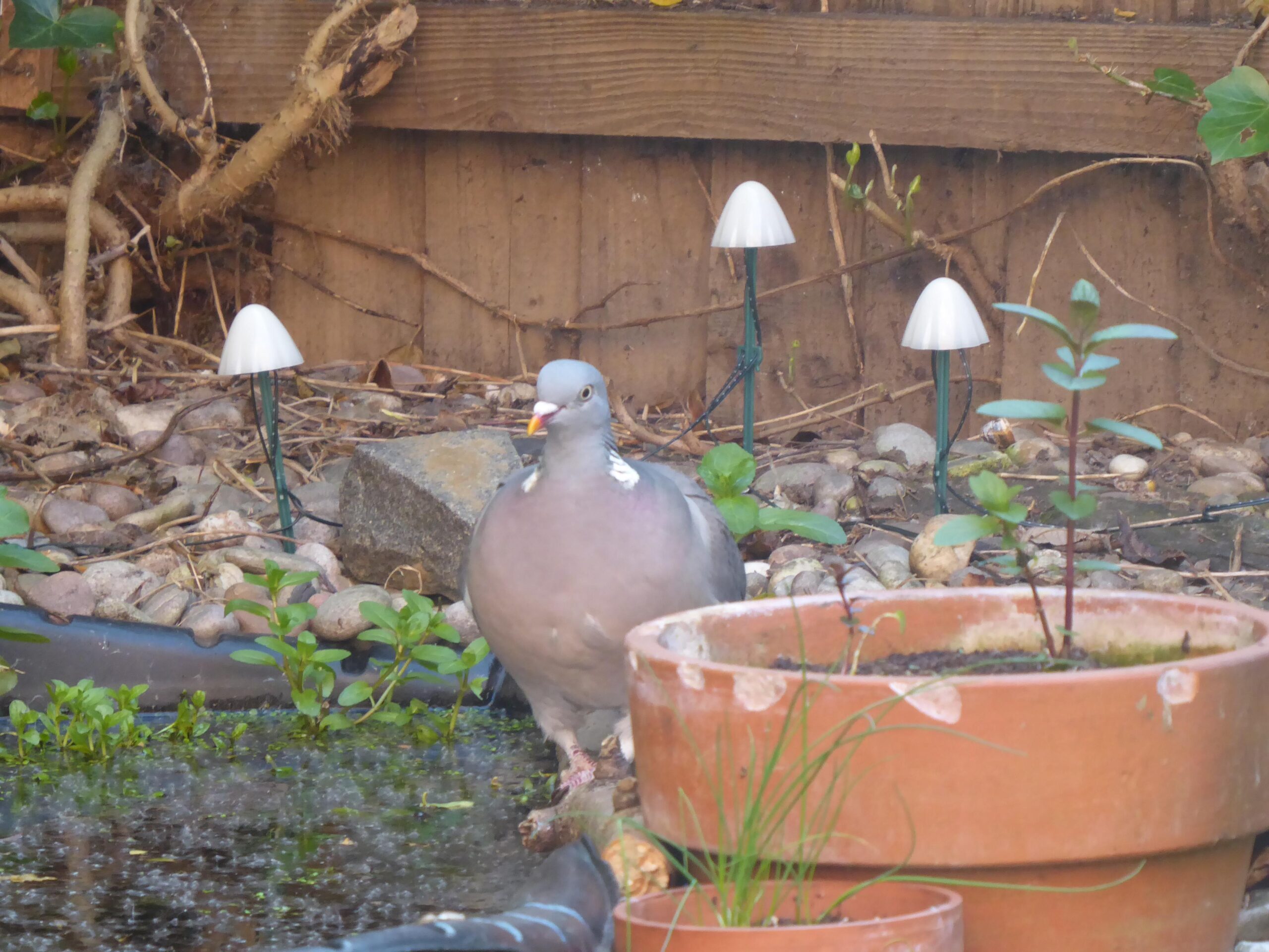 Can Pigeons Eat Almonds