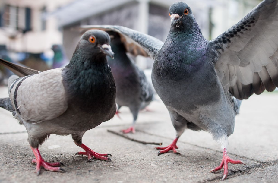 Can Pigeons Eat Apples