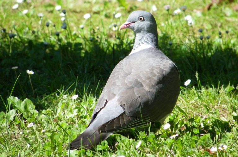 Can Pigeons Eat Bananas