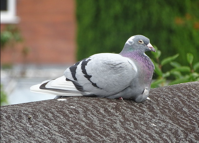 Can Pigeons Eat Blueberries