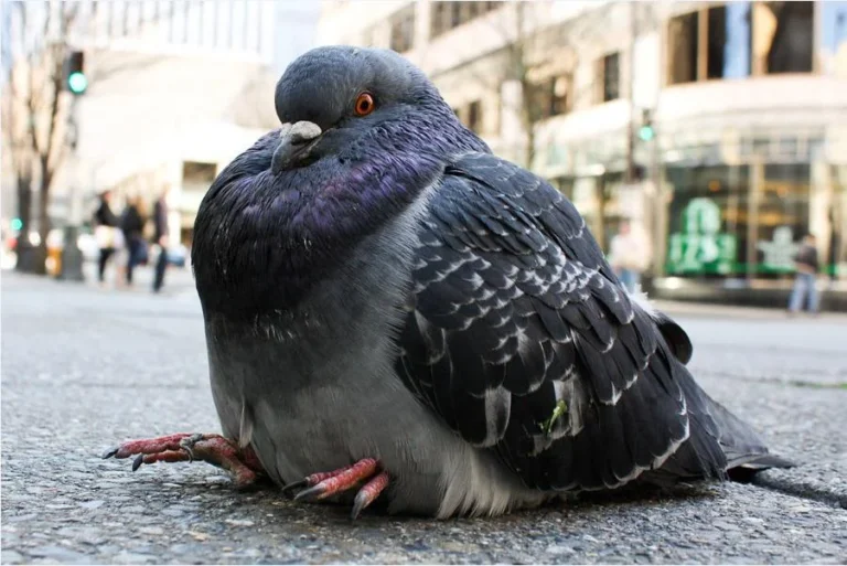 Can pigeons eat watermelon