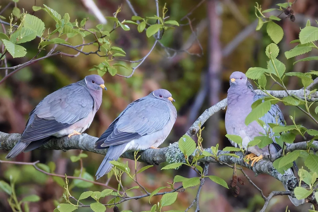 Difference Between Male and Female Pigeons
