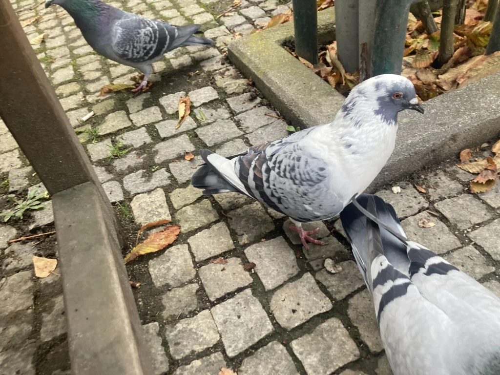 Difference Between Wild Pigeons and Domestic Pigeons