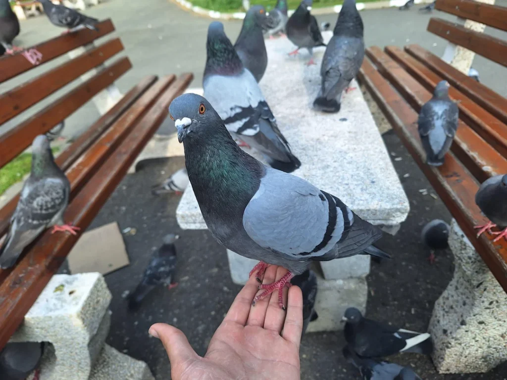 How I Check a Pigeon's Weight Without a Scale