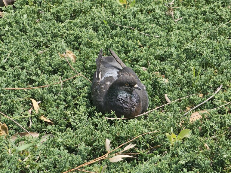 How Long Do Pet Pigeons Live