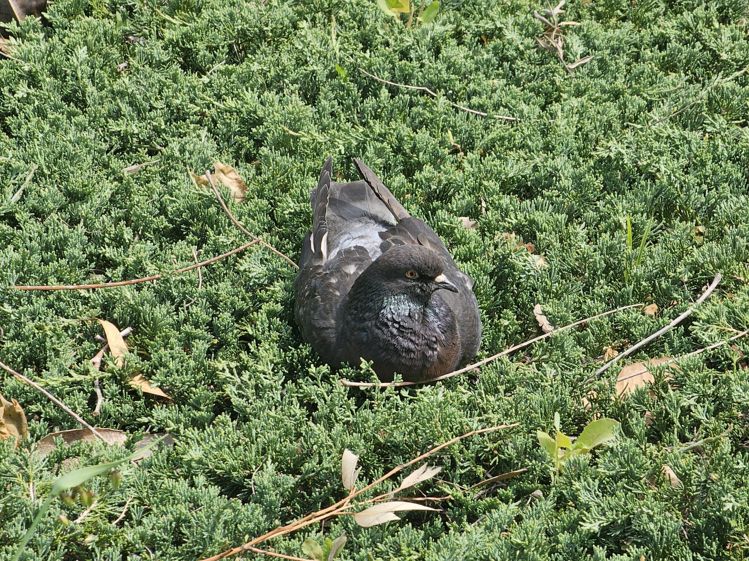 How Long Do Pet Pigeons Live