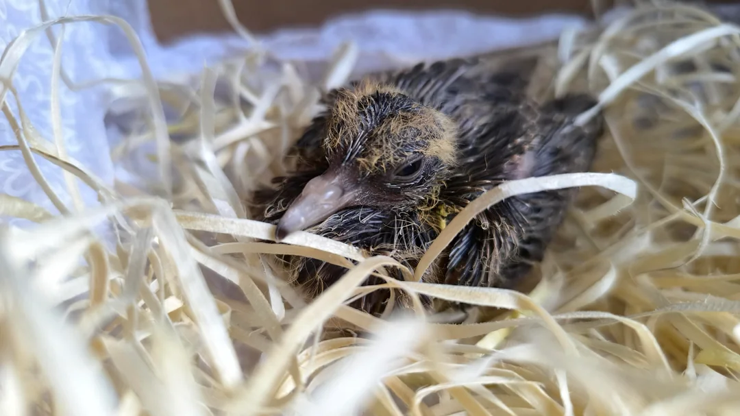 How Long Do Pigeons Live in Captivity