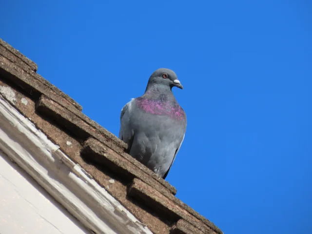 How Long Do Pigeons Live