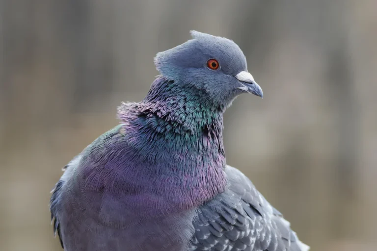 How Much Do Pigeons Weigh